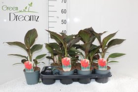 Daugiametė gėlė, kana, vazonėlio skersmuo 14 cm.