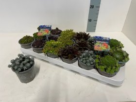 Alpinariumo augalas, šilropė, įvairi, vazonėlio skersmuo 9 cm.