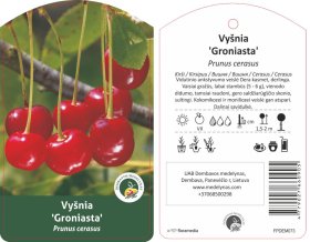 Vaismedis, vyšnia “Groniasta” (Prunus cerasus)