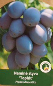 Vaismedis, slyva “Viktorija” (Prunus domestica)