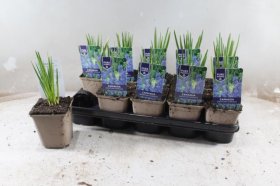 Daugiametė gėlė, mėlynoji kamasija, vazonėlio skersmuo 11 cm.