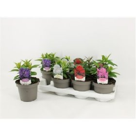 Daugiametė gėlė, flioksas, vazonėlio skersmuo 14 cm.