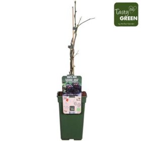 Vaiskrūmis, gervuogė "Thornless Evergreen" (bespyglė), vazonėlio skersmuo 19 cm.