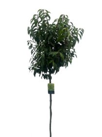 Dekoratyvinis krūmas, ieva mažalapė "Angustifolia", aukštis 100 cm., vazonėlio skersmuo 27 cm.