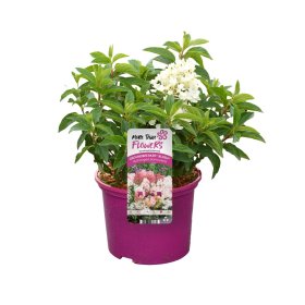 Dekoratyvinis krūmas, hortenzija šluotelinė "Groundbreaker", vazonas 5 l.