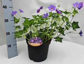 Daugiametė gėlė, snaputis "Bloom Me Away", vazonėlio skersmuo 21 cm.