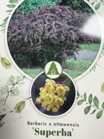 Dekoratyvinis krūmas, raugerškis otavinis "Superba", vazonėlio skersmuo 26 cm.