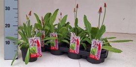 Daugiametė gėlė, raktažolė orchidinė "Vialii", vazonėlio skersmuo 12 cm.