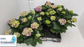 Dekoratyvinis krūmas, hortenzija "Early", vazonėlio skersmuo 23 cm.