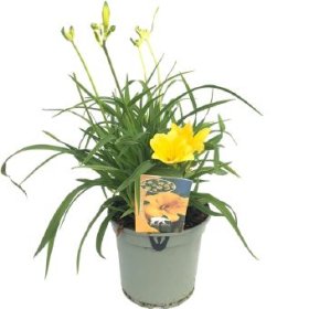 Daugiametė gėlė, viendienė "Stella D"oro", vazono skersmuo 17 cm.