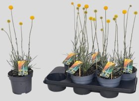 Žolinis augalas, kraspedija  "Golf Beauty", vazonėlio skersmuo 15 cm.