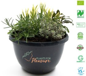 Prieskoninis augalas, rozmarinas, vazonėlio skersmuo 23 cm.