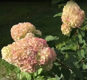 Dekoratyvinis krūmas, šluotelinė hortenzija "Diamantino", vazonėlio skersmuo 21 cm.