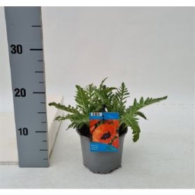 Daugiametė gėlė, aguona rytinė "Brilliant", vazonėlio skersmuo 13 cm.