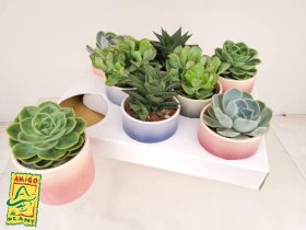 Kambarinis augalas, sukulentas keraminiame vazonėlyje, vazonėlio skersmuo 9 cm.