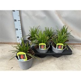 Daugiametė gėlė, knifofija, vazono skersmuo 15 cm.