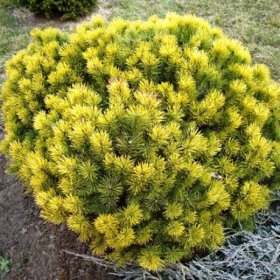 Spygliuotis, pušis "Winter Gold", vazonėlio skersmuo 20 cm.