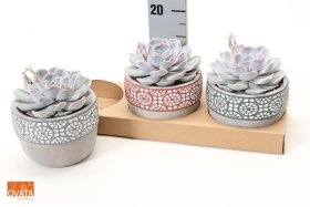 Kambarinis augalas, kompozicija "Kalvorė" (eševerija), vazonėlio skersmuo 14 cm.