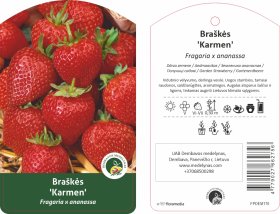 Braškės sodinukas "Karmen", vazonėlis 1,5 l.