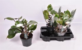 Kambarinis augalas, filodendras "White Knight", vazonėlio skersmuo 15 cm.