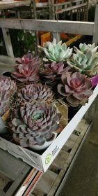 Kambarinis augalas, kalvorė keraminiame vazonėlyje, įvairūs, vazonėlio skersmuo 20 cm.