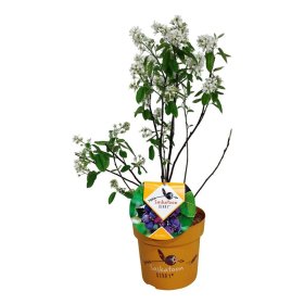 Dekoratyvinis medis, medlieva alksnialapė "Saskatoon Berry", aukštis 40-60 cm., vazonas 4 l.