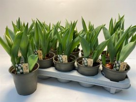 Daugiametė gėlė, tulpė, baltos spalvos, vazonėlio skersmuo 11 cm.