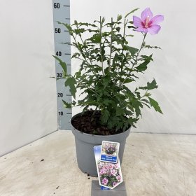 Daugiametė gėlė, kinrožė "Little Legends Pink", vazonėlio skersmuo 23 cm.