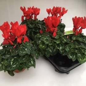 Kambarinis augalas, ciklamenas "Sup Macro", vazonėlio skersmuo 12 cm.