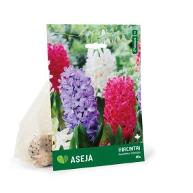 Rytinių hiacintų Mixed svogūnėliai ASEJA Premium, 3 vnt., 15/16, (R)