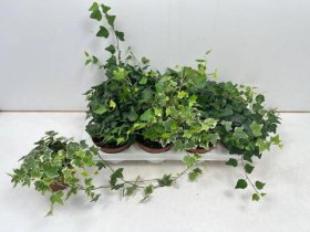 Kambarinis augalas, gebenė, įvairios, vazonėlio skersmuo 13 cm.