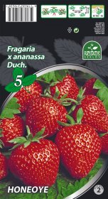 Braškių daigai (frigo) Honeoye A, 5 vnt. pakuotėje