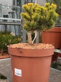 Spygliuotis, pušis dekoratyvinė "Car. Wintergold", vazonėlio skersmuo 23 cm.