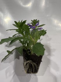 Vienmetės gėlės daigelis, skeptrenė "Surdiva Mixmasters Bavarian" FLORENSIS