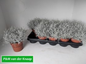 Vienmetė gėlė, kalocefalas "Brownii", vazonėlio skersmuo 12 cm.