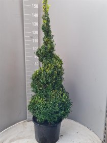 Dekoratyvinis krūmas, buksmedis, vazonėlio skersmuo 32 cm.