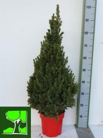 Spygliuotis, eglė paprastoji "Conica", vazonėlio skersmuo 21 cm.