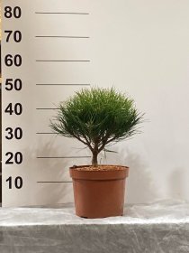 Spygliuotis, pušis "Marie Bregeon", vazonėlio skersmuo 23 cm.