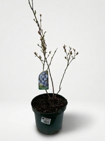 Vaiskrūmis, šilauogė aukštoji "Denis Blue", vazonas 2 l.