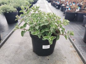 Daugiametė gėlė, katžolė, vazonas 3 l.