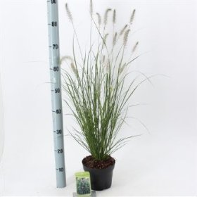 Žolinis augalas, soruolė pašiaušėlinė "Hameln", vazono skersmuo 17 cm.