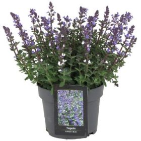 Daugiametė gėlė, katžolė "Purrsian Blue", vazono skersmuo 19 cm.
