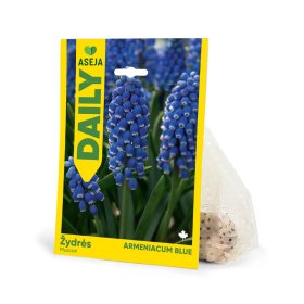 Armėninių žydrių Blue svogūnėliai ASEJA DAILY, 10  vnt., 6/7, 504443, (R)