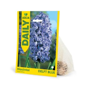 Hiacintų Delft Blue svogūnėliai ASEJA DAILY, 2  vnt., 14/15, 504504, (R)