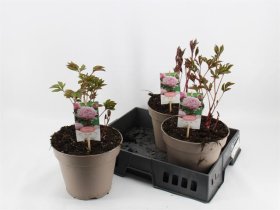 Daugiametė gėlė, bijūnas "Wladyslaw", vazonėlio skersmuo 23 cm.