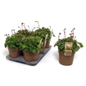 Daugiametė gėlė, alūnė "Coral Forest", vazono skersmuo 15 cm.