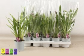 Kambarinis augalas, orchidėja (Phalaenopsis) "Miltonija", vazonėlio skersmuo 12 cm.