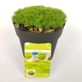 Alpinariumo augalas, kiliminis "Pine Green", vazonėlio skersmuo 13 cm.