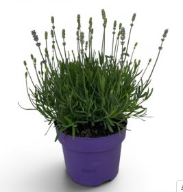 Daugiametė gėlė, levanda tikroji "Hidcote", vazonėlio skersmuo 19 cm.