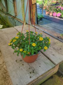 Vienmetė gėlė, sanvitalija, vazonėlio skersmuo 21 cm.